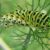 Dream about Caterpillars (Spiritual Meanings & Interpretation)