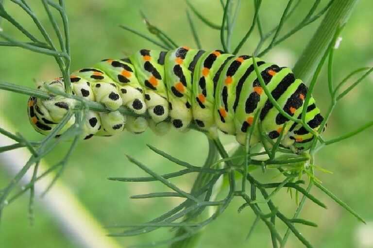 Dream about Caterpillars (Spiritual Meanings & Interpretation)
