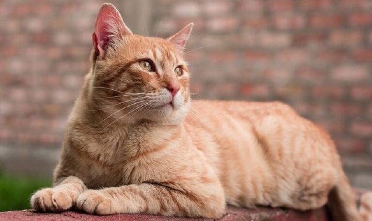 Dream about Cats