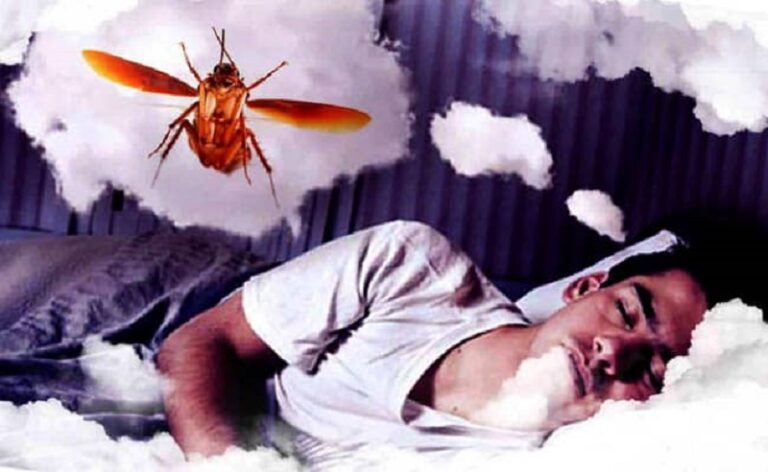 Dream about Cockroaches