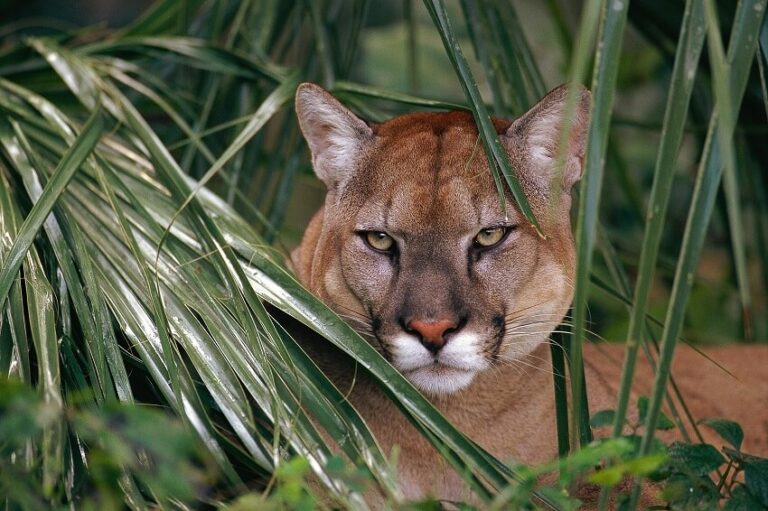 Dream about Cougar