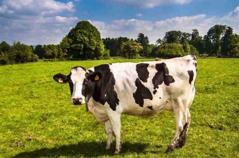 Dream about Cows