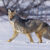 Dream about Coyotes (Spiritual Meanings & Interpretation)