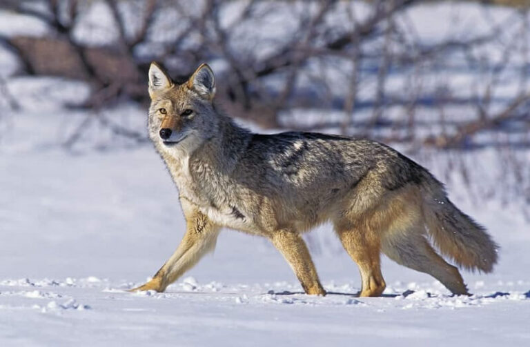 Dream about Coyotes