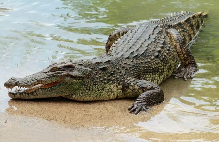 Dream about Crocodiles