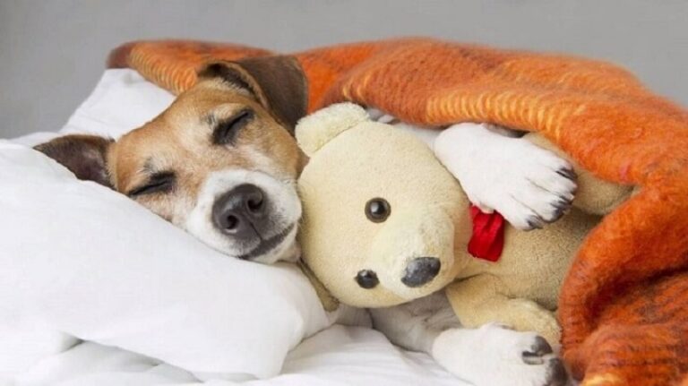 Dream about Dogs