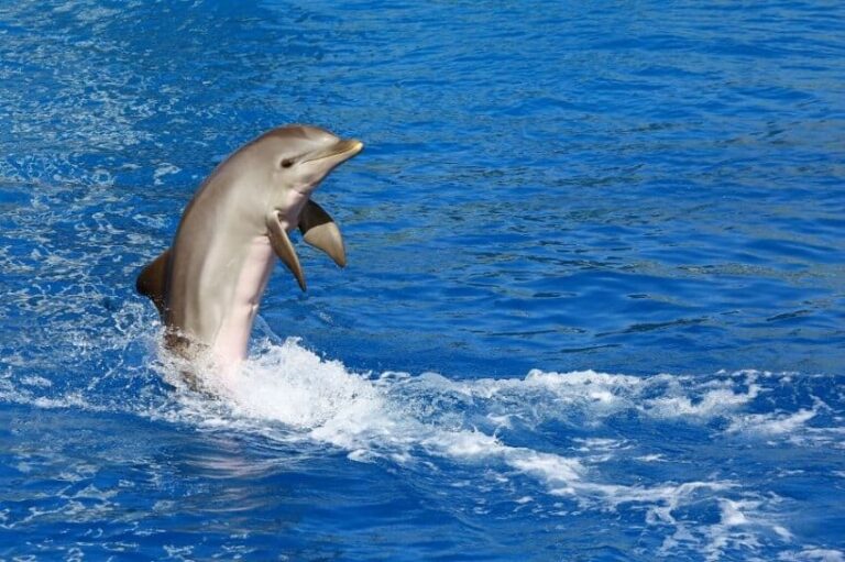 Dream about Dolphins