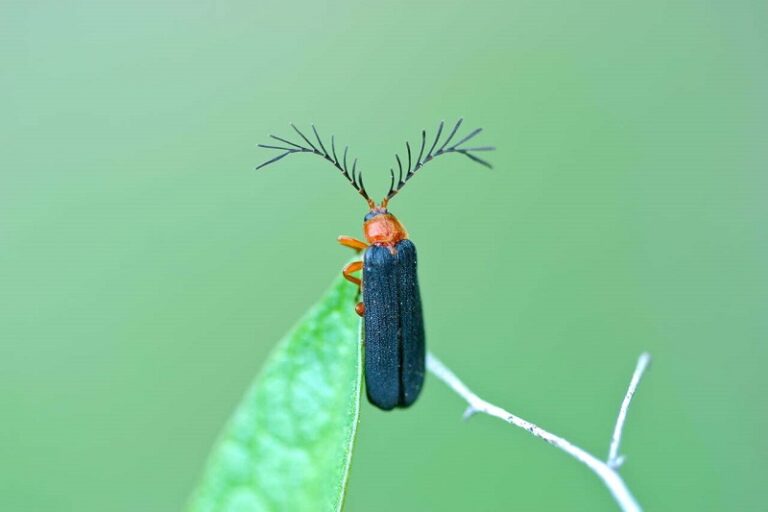 Dream about Fireflies