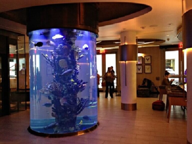 Dream about Fish Tank
