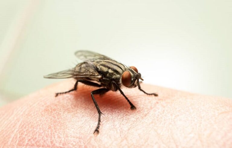 Dream about Flies