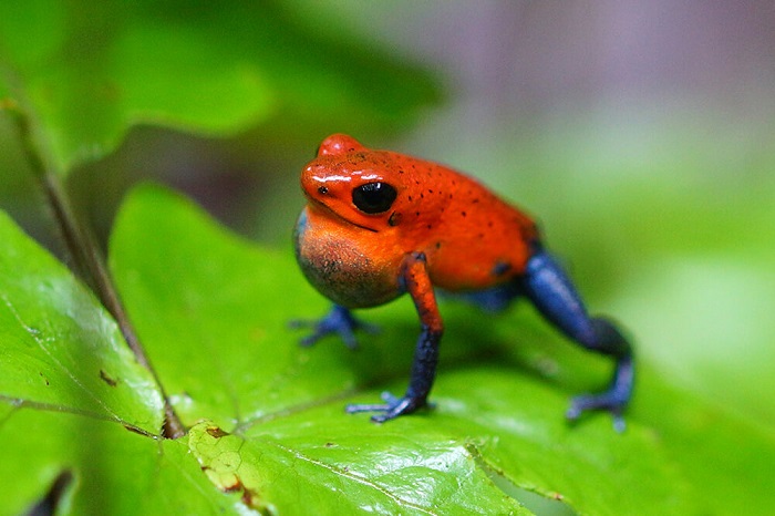 Dream about Frog Poison