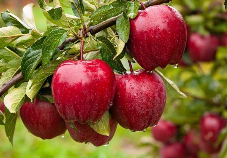 Dream about Fruits