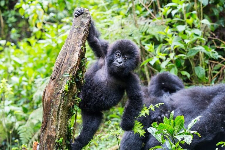 Dream about Gorilla