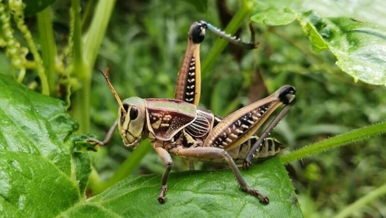 Dream about Grasshoppers