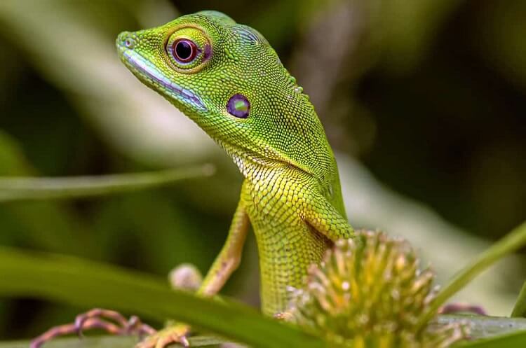 Dream about Green Lizards