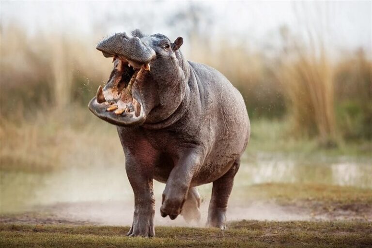 Dream about Hippo (Spiritual Meanings & Interpretation)