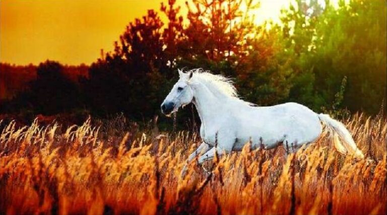 Dream about Horses