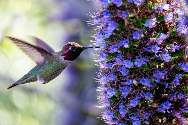 Dream about Hummingbird