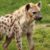 Dream about Hyenas (Spiritual Meanings & Interpretation)