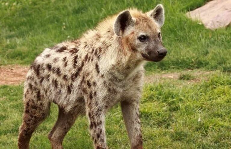 Dream about Hyenas