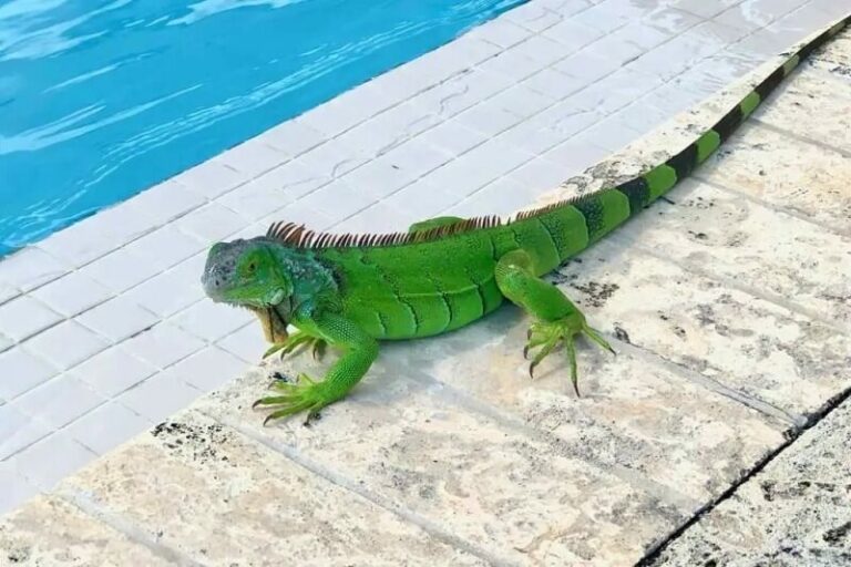 Dream about Iguanas