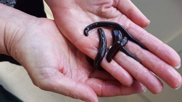 Dream about Leeches