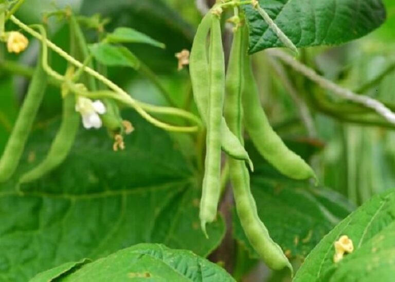Dream about Legumes
