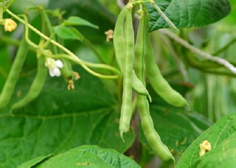 Dream about Legumes