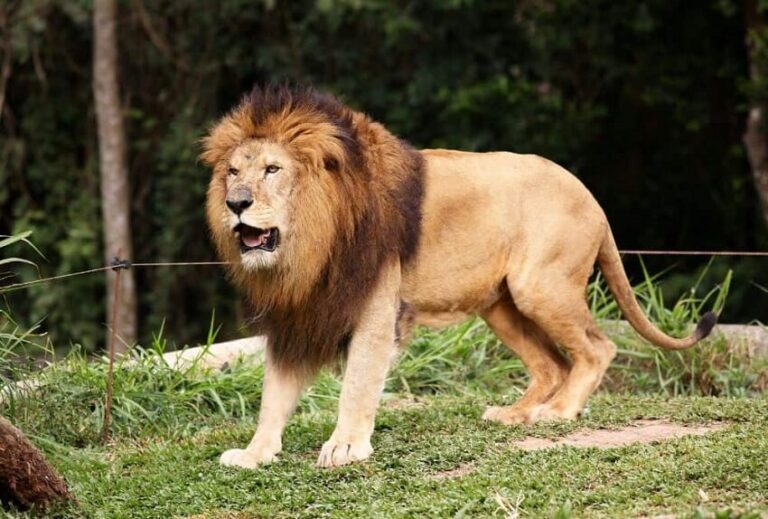 Dream about Lions