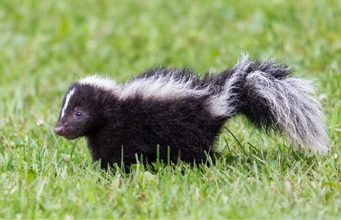 Dream about Little Skunk