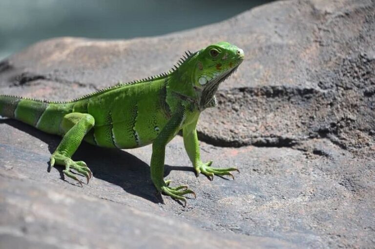 Dream about Lizards