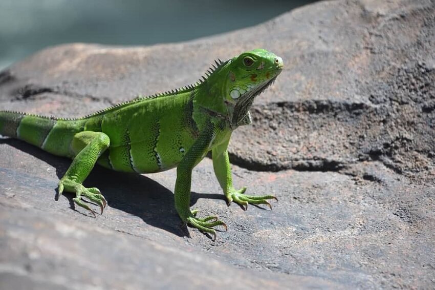 Dream about Lizards