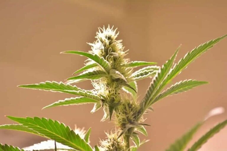 Dream about Marijuana