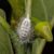 Dream about Mealybugs (Spiritual Meanings & Interpretation)
