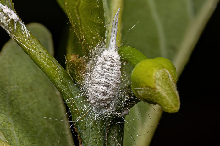 Dream about Mealybugs (Spiritual Meanings & Interpretation)