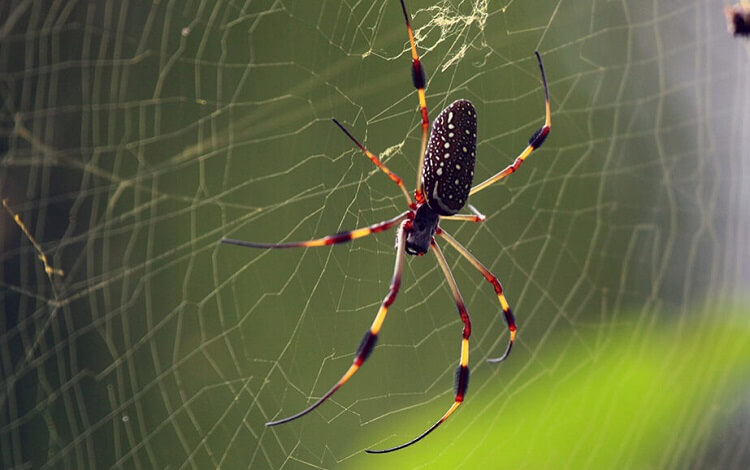 Dream about Medium Black Spiders