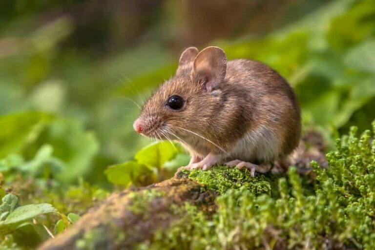 Dream about Mice