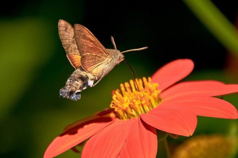 Dream about Moths