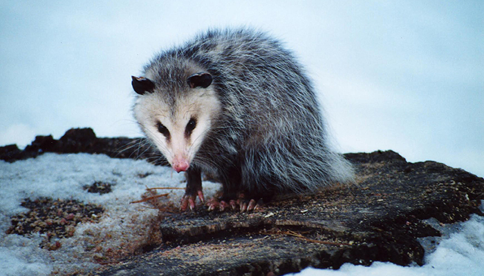 Dream about Opossums