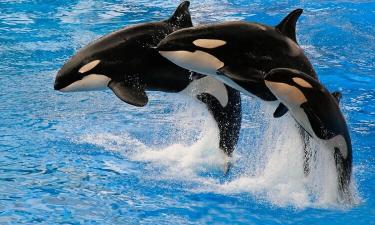 Dream about Orca Whales