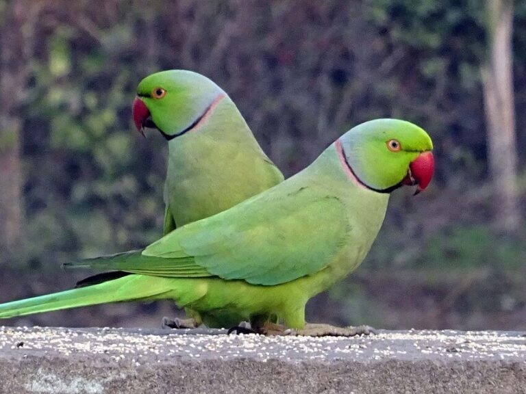 Dream about Parrots