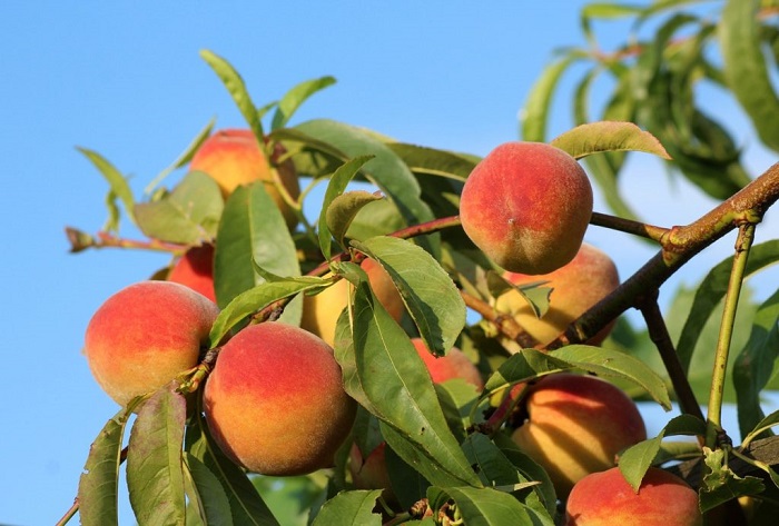 Dream about Peaches on a Tree