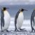 Dream about Penguins (Spiritual Meanings & Interpretation)