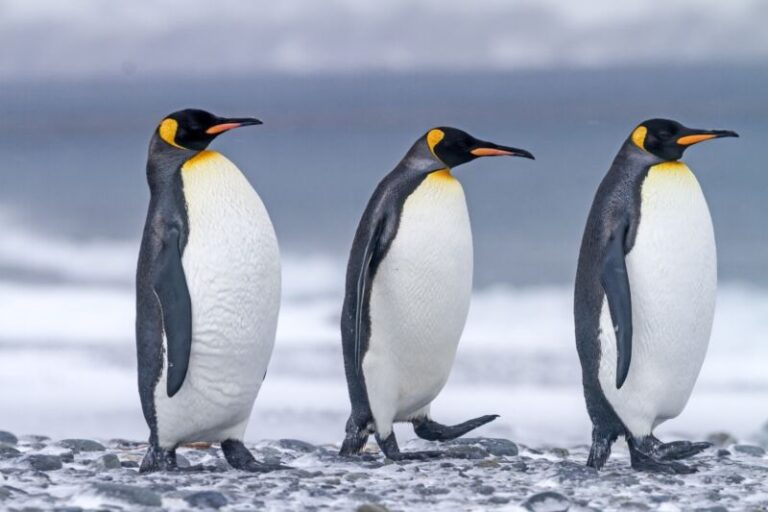 Dream about penguins