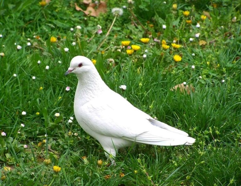 Dream about Pigeons