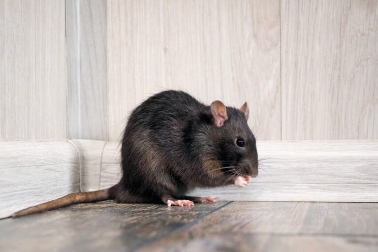 Dream about Rats