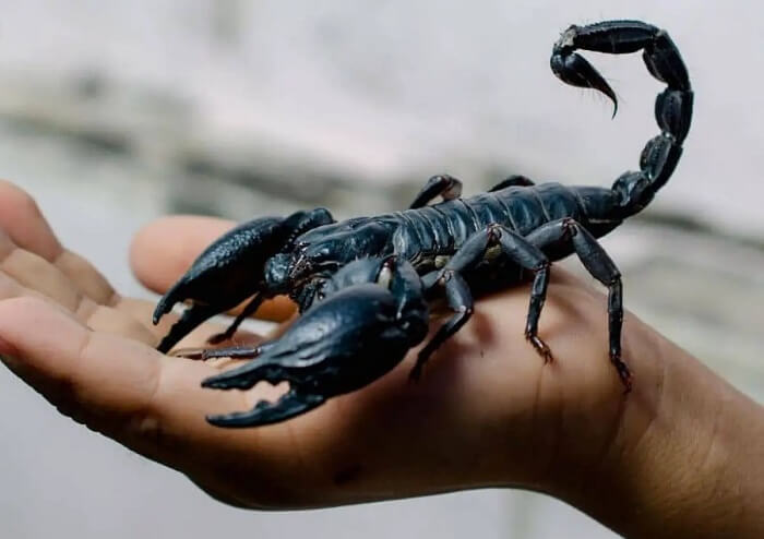 Dream about Scorpion Venom