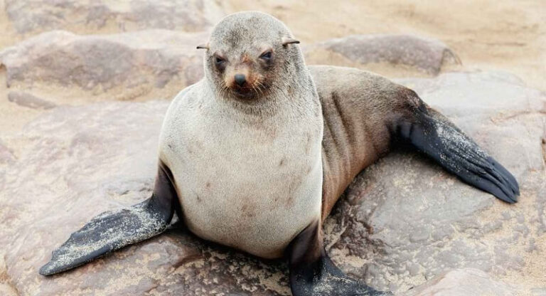 Dream about Seals