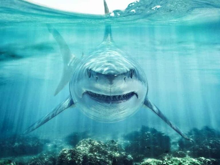 Dream about Sharks