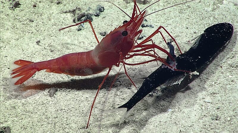 Dream about Shrimp